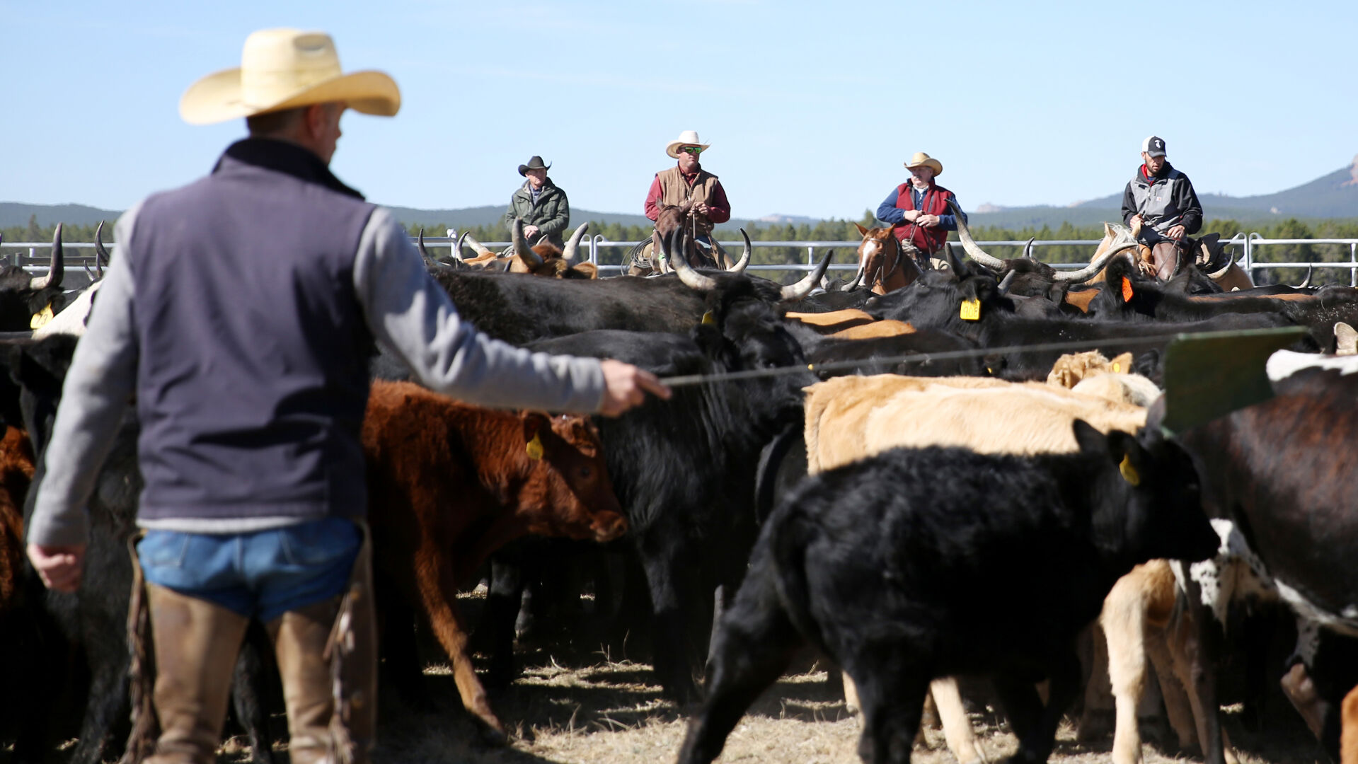 Sorting cattle for the Purdy Ranch